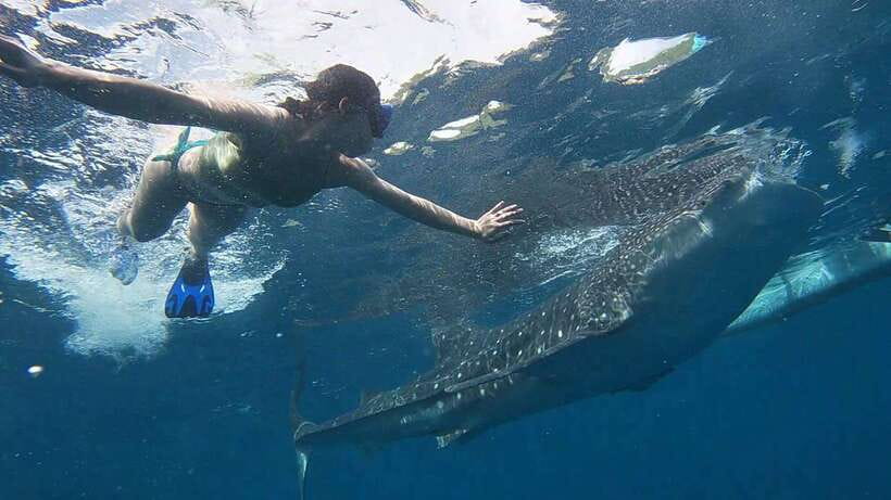 Cebu: WhaleShark , Tumalog Falls, & Sardine Run Snorkeling - Price and logistics: is $124 per person good value?
