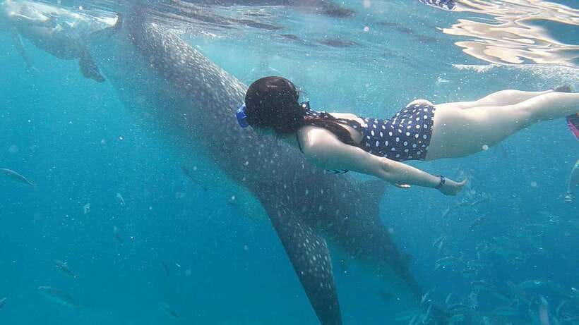 Cebu: WhaleShark , Tumalog Falls, & Sardine Run Snorkeling - Timing reality: shared boats, waiting, and how to stay sane