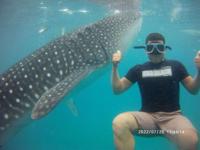 Cebu: WhaleShark , Tumalog Falls, & Sardine Run Snorkeling - Oslob whale sharks: what the short swim really means