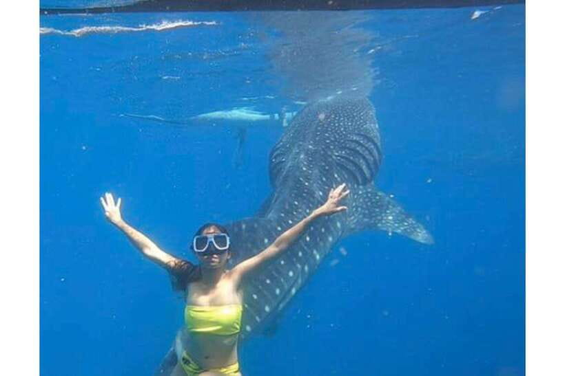 Cebu:Whale Shark, Waterfall, and Sardine Run Group Tour+Meal - Key highlights I’d plan my day around