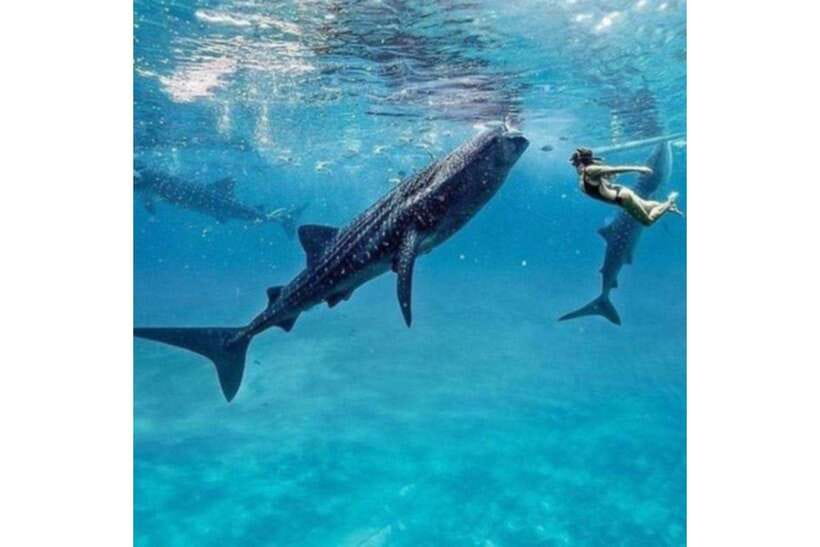 Cebu:Whale Shark, Waterfall, and Sardine Run Group Tour+Meal - The quick breakfast stop that keeps the schedule sane