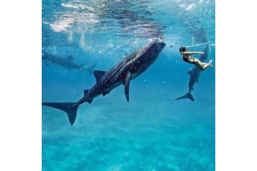 Cebu:Whale Shark, Waterfall, and Sardine Run Group Tour+Meal - The “photo stop + waterfall swim” segment at Inambakan Falls