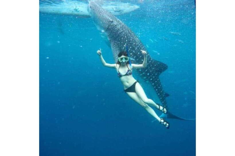 Cebu:Whale Shark, Waterfall, and Sardine Run Group Tour+Meal - Rules and fitness limits you should take seriously