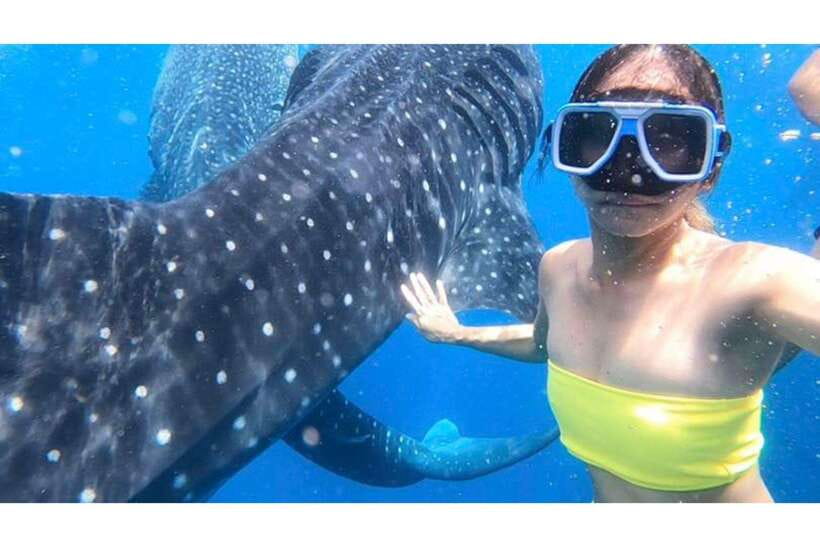Cebu:Whale Shark, Waterfall, and Sardine Run Group Tour+Meal - Oslob whale sharks: sunrise-style viewing with safety first