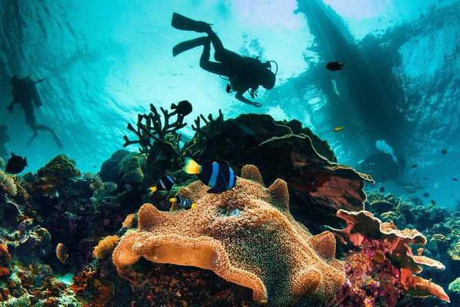 Discover Scuba Diving - Breathing Underwater Starts With Smart Intro Steps in Mactan
