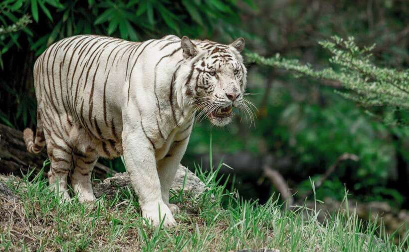From Cebu City: Cebu Safari and Adventure Park Day Tour - From Cebu City to Carmen: The ride that sets expectations