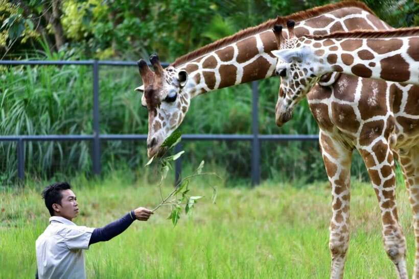 From Cebu City: Cebu Safari and Adventure Park Day Tour - Should you book this Cebu Safari and Adventure Park day tour?