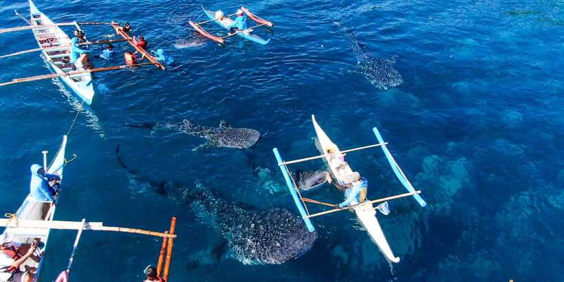 From Cebu City: Scuba Diving with Whale Sharks Trip in Oslob - Group Pace, Instructor Support, and the English Factor