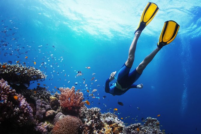 From Cebu: Island Hopping to 3 islands with BBQ lunch - Stop 1: Gilutongan (Hilutungan) Marine Sanctuary snorkeling with standout fish life