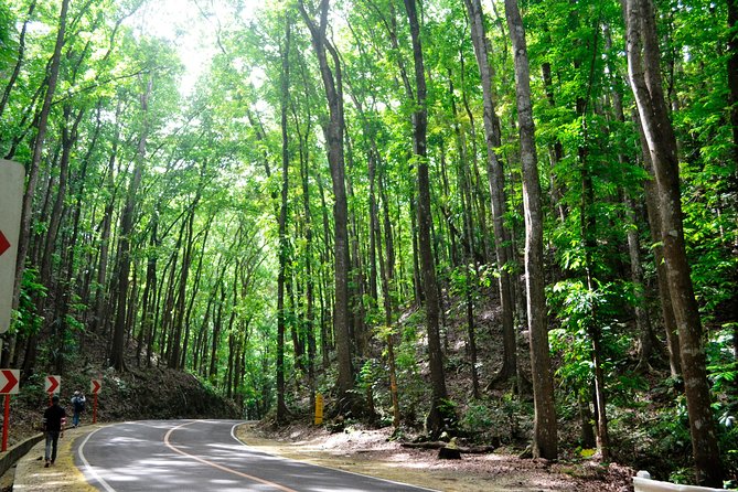 Full-Day Bohol Excursion - depart Cebu (Best Seller) - Chocolate Hills: two viewing zones for the price of one stop