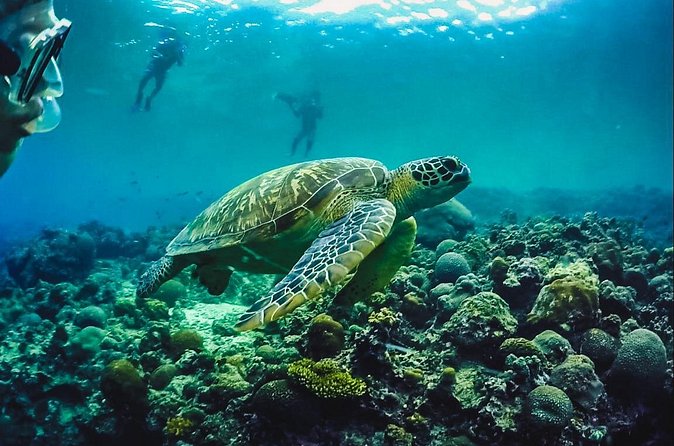 Full-Day Moalboal Islands and Kawasan Falls Small-Group Tour from Cebu - Turtle Point and sea turtles: how this tour turns sightings into an experience
