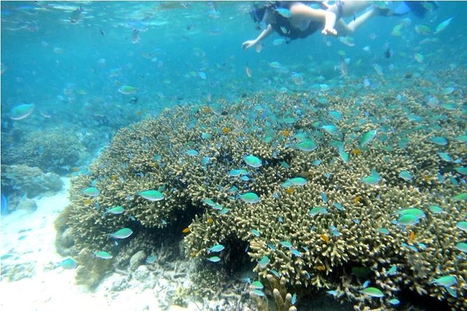 Half day tour with Snorkel at Sancturary and Sulpa island - Sulpa Islet Beach Time: The White Sand Break You Need