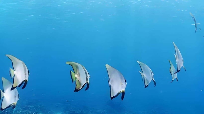 Mactan Island Hopping Gilutungan, Caohagan, Nalusuan + Lunch - Key Things to Know Before You Go