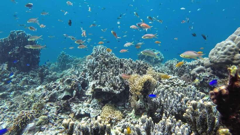 Mactan Island Hopping Gilutungan, Caohagan, Nalusuan + Lunch - Price and Value: Is $132 Worth It?