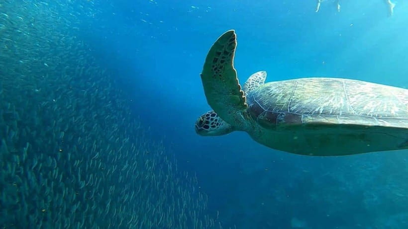 Moalboal: Pescador Island Hopping Adventure and Sardine Run - Sardine Run at Pescador Island: What You’re Really Signing Up For
