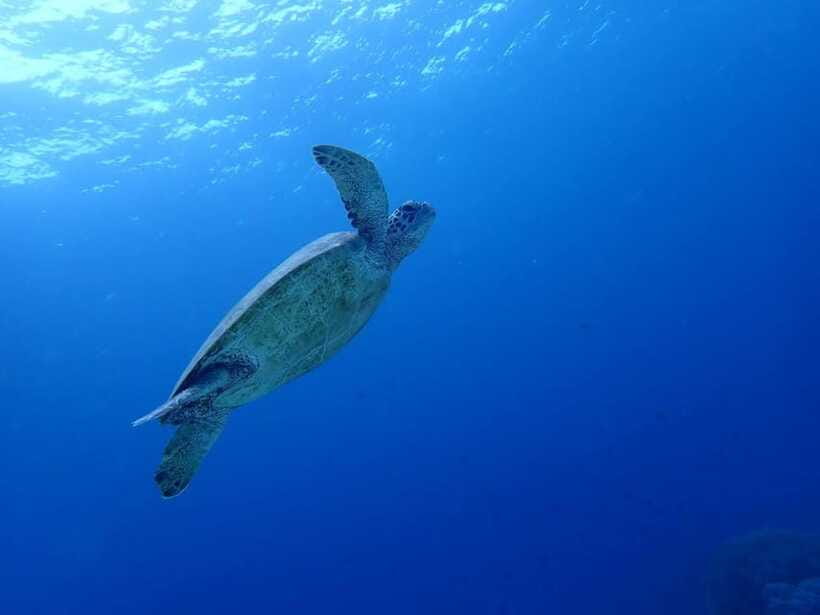 Moalboal Sardine Run, Sea Turtle & Mantayupan Falls - Food and What the Day Costs You (Beyond the $89)