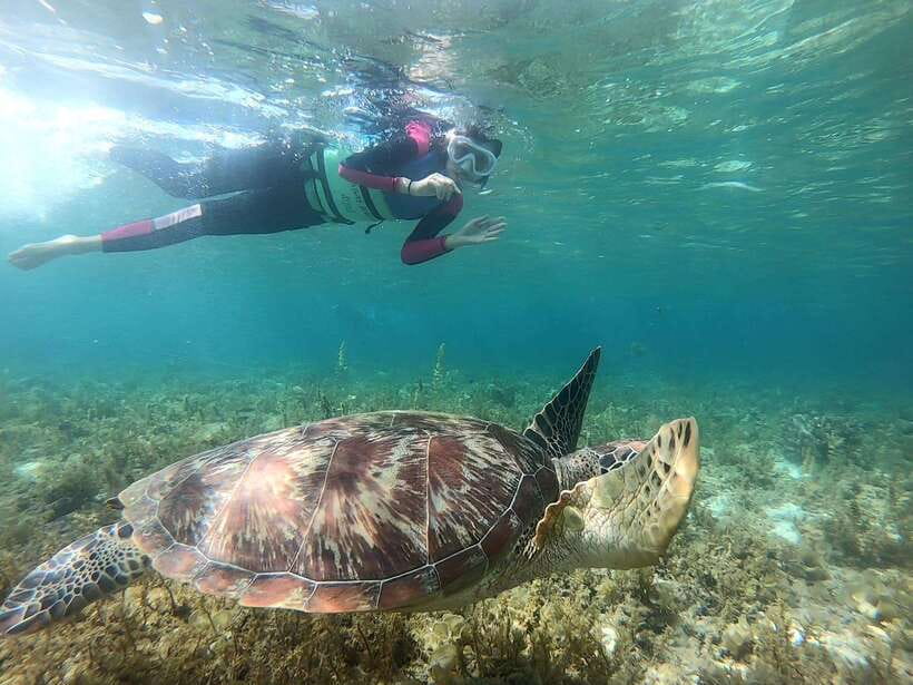 Moalboal: Sardine Run, Turtles and Pescador Island Hopping - Key takeaways before you go