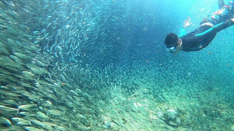 Moalboal: Sardine Run, Turtles and Pescador Island Hopping - Moalboal’s marine triple-play: island hopping without the hassle
