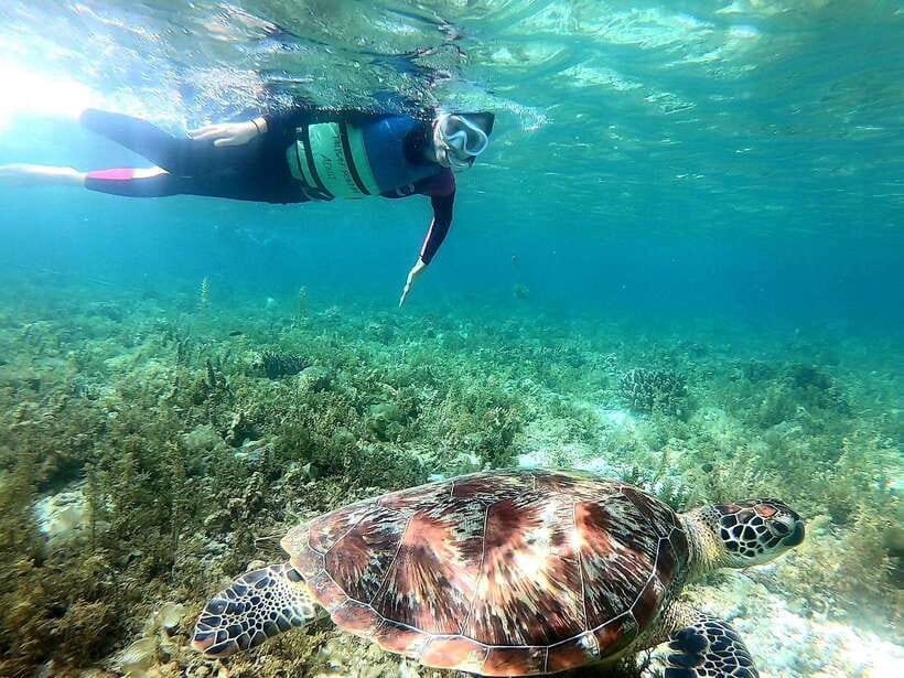 Moalboal: Sardine Run, Turtles and Pescador Island Hopping - What’s included in the $95, and where you might spend extra