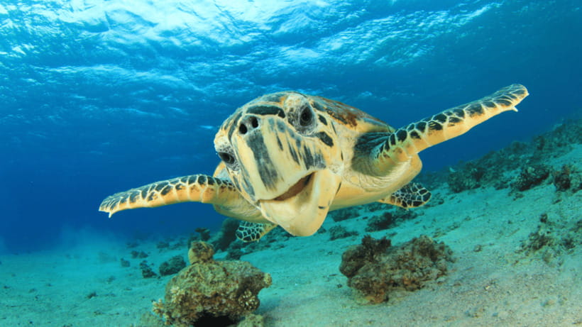 Moalboal Sardines Run Private Tour - Who this tour fits best (and who should skip it)