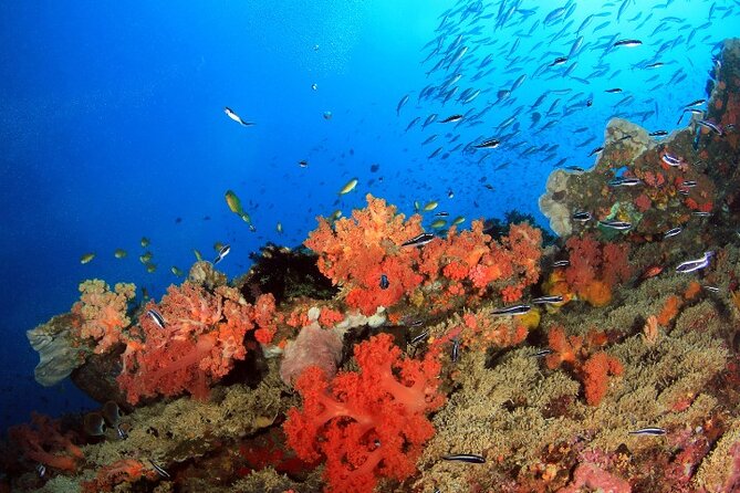 Moalboal Sardines Run Private Tour w/ Transfers Option - Meeting point at Panagsama Beach: where you start, where you end