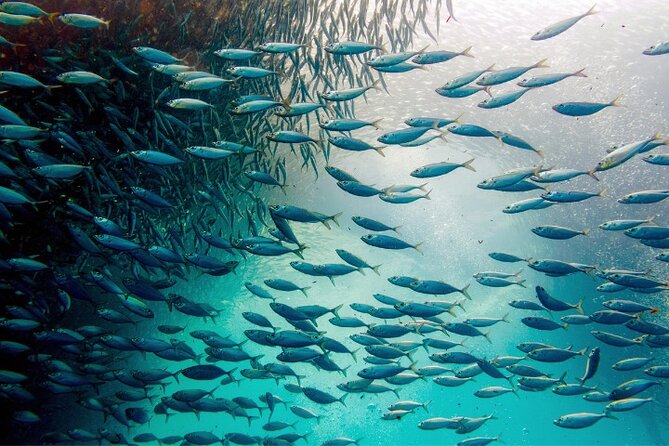 Moalboal Sardines Run Private Tour w/ Transfers Option - Private tour flow, guide attention, and that 1-hour comfort zone