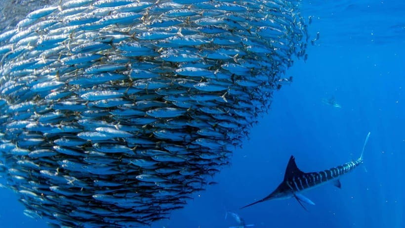 Moalboal Sardines Run Private Tour - Price and value: why $25 can be a smart deal