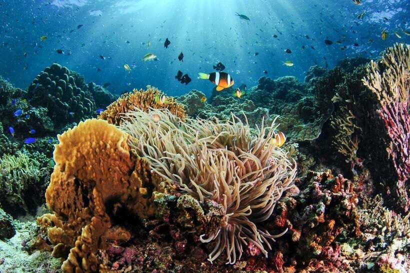 Moalboal: Scuba Diving and Pescador Island Hopping - Key Things to Know Before You Go