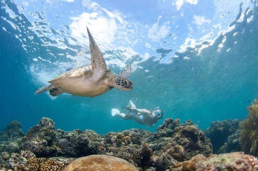 Moalboal: Scuba Diving and Pescador Island Hopping - Pescador Island Underwater World: Coral, Turtles, and Reef Life