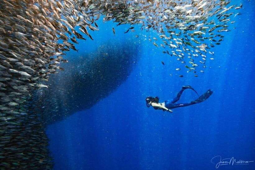 Moalboal: Scuba Diving and Pescador Island Hopping - Should You Book This Moalboal Scuba and Pescador Island Hopping Tour?