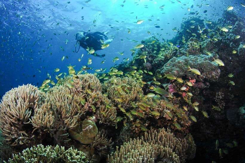 Moalboal: Scuba Diving and Pescador Island Hopping - The One-Day Plan: Pickup, Boat Ride, and Two Underwater Sessions