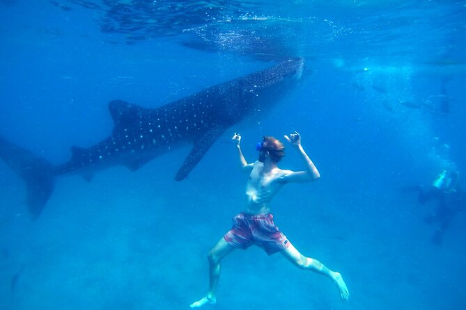 Oslob Whale Shark & Moalboal Sardines & Turtle Private Tour - 3:30am pickup and the long Cebu drive you should plan for