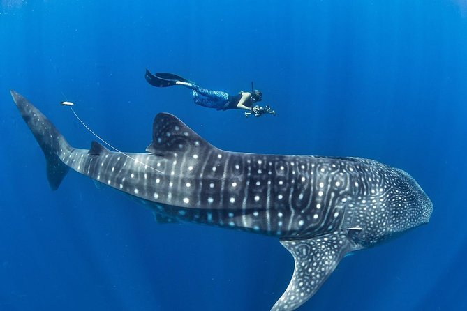 Oslob Whale Shark Snorkeling & Pescador & Sardine Run & Turtle - Key Takeaways Before You Go