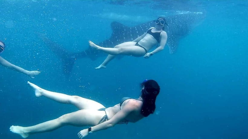 Oslob Whale Shark Swimming & Kawasan Falls Canyoneering - The Oslob Experience: Crowd Factor and Guide Attention