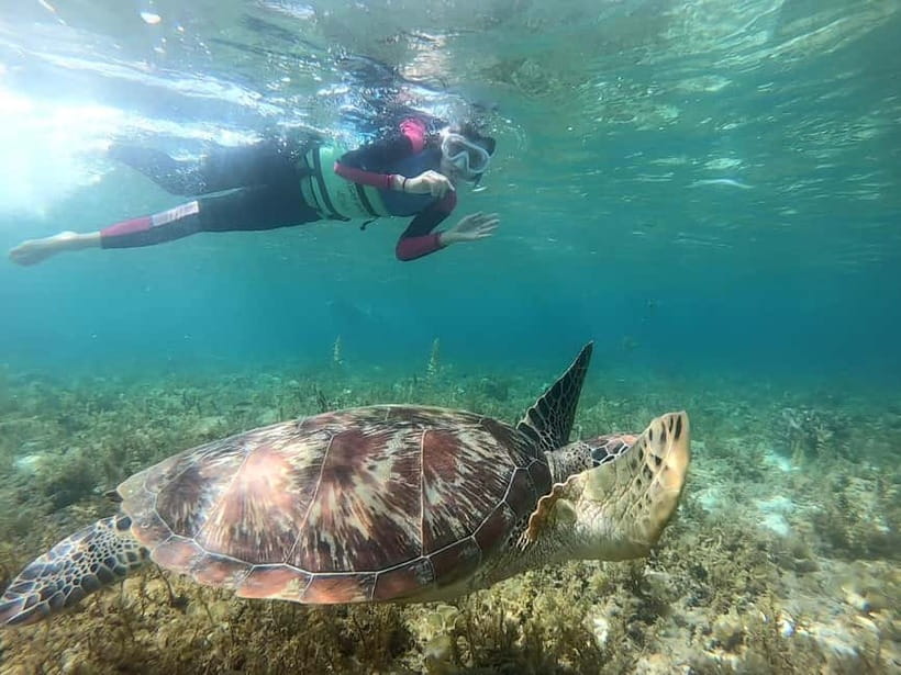 Oslob: Whale Shark Tour with Sumilon & Moalboal Snorkeling - Key things that make this tour worth your attention
