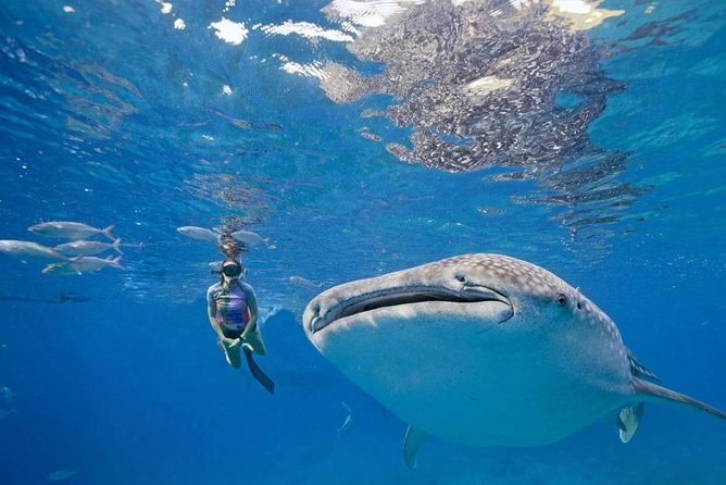 Oslob Whale Shark & Tumalog Falls & Kawasan Falls Canyoneering - The not-so-fun bits: logistics friction and how to reduce it
