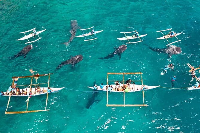 Oslob Whale Shark & Tumalog Waterfalls & Sumilon Sandbar - Price and value: what $115 covers (and what can add up)