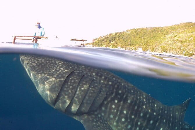 Oslob Whale Shark & Tumalog Waterfalls & Sumilon Sandbar - Should you book Oslob, Tumalog, and Sumilon for one Cebu day?