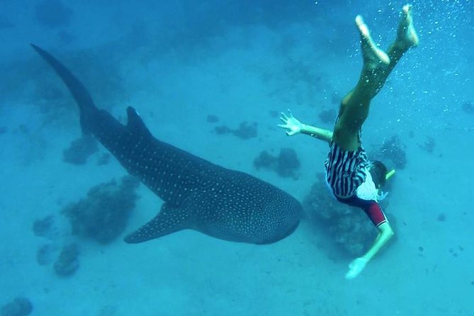 Oslob Whale Shark Watching - Why Oslob whale sharks feel like a front-row show