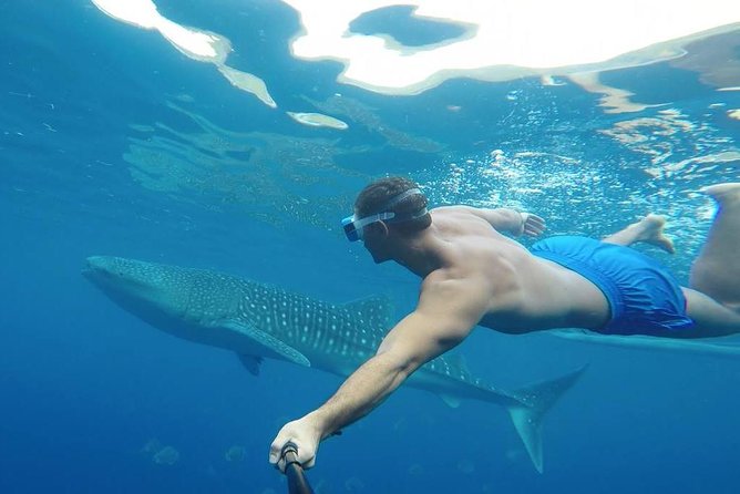 Oslob Whale Shark Watching - Guides and drivers who make the day feel easy