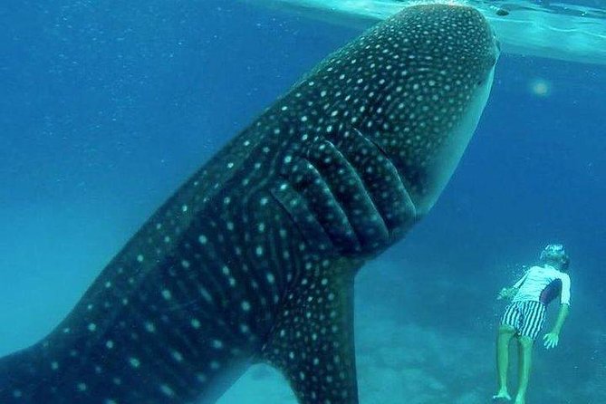 Oslob Whale Shark watching + Canyoneering Adventure Tour - Tumalog Falls: why this waterfall stop matters in the middle of a busy schedule
