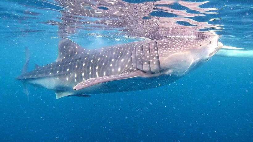 Oslob: Whale Sharks, Inambakan Falls & Moalboal Sardines - Oslob whale sharks: waiting, boat rides, and swim vs. watch