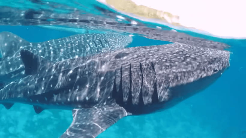 Oslob: Whale Sharks, Tumalog Falls & Sumilon Trio Adventure - Whale Sharks in Oslob: What the Close-Up Encounter Actually Means