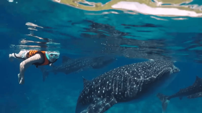 Oslob: Whale Sharks, Tumalog Falls & Sumilon Trio Adventure - Sumilon Island: Sandbar Notes, Snorkeling, and Your Pick of Activities