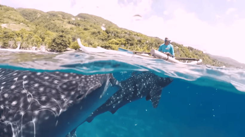Oslob: Whale Sharks, Tumalog Falls & Sumilon Trio Adventure - Price and Logistics: Does $103 Per Person Feel Worth It?