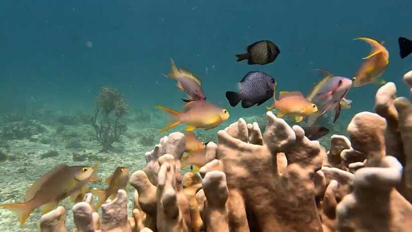 Oslob: Whaleshark Swimming, Inambakan Falls & Moalboal Tour - Who this tour suits best (and who should think twice)