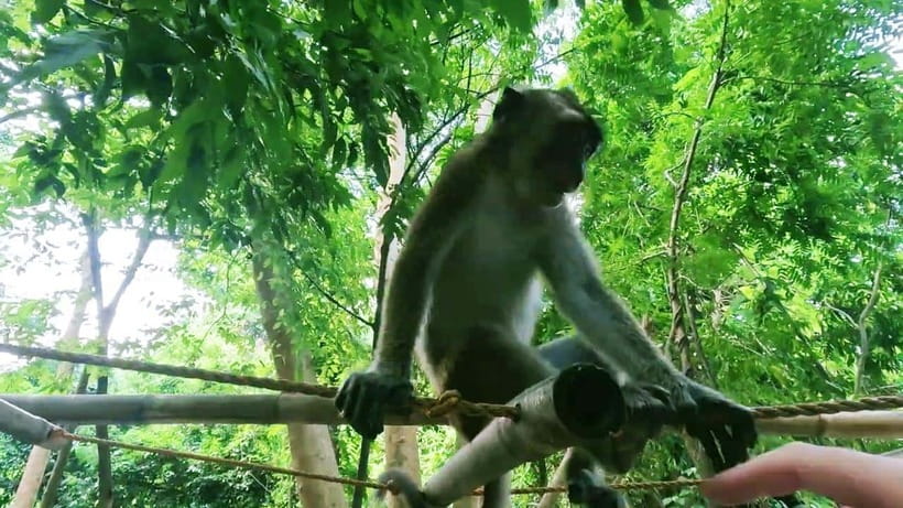 Oslob: Whaleshark Watching, Sumilon Island & Monkey Viewing - Key takeaways before you go