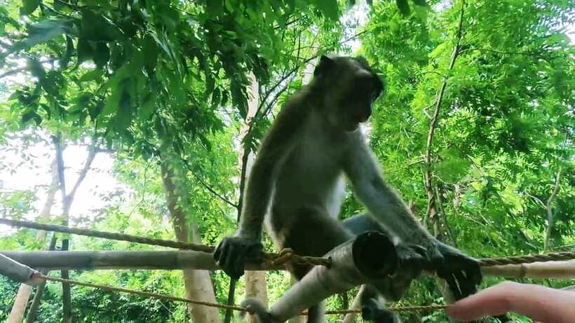 Oslob: Whaleshark Watching, Sumilon Island & Monkey Viewing - Who this day trip suits best (and who should think twice)