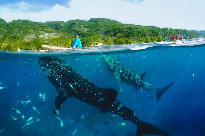 Oslob Whaleshark with Sumilon Island - Why This Oslob–Sumilon Day Starts at 3:00 am