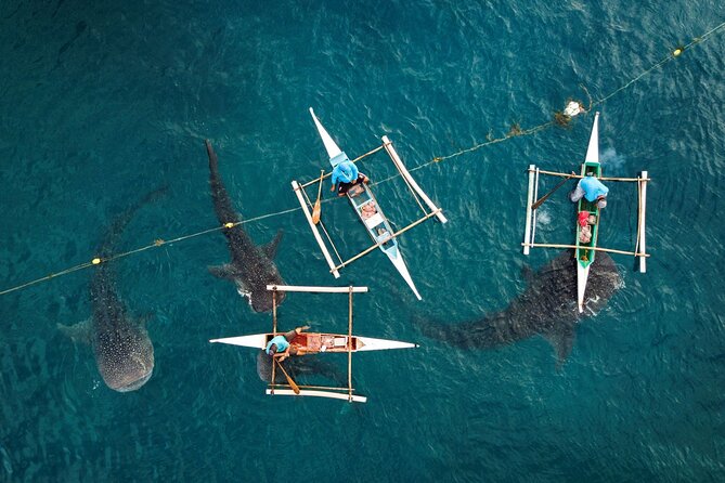 Oslob Whaleshark with Sumilon Island - Boljoon Church and Oslob’s Historic Side